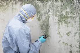 Reliable White Oak, PA Mold Removal Solutions